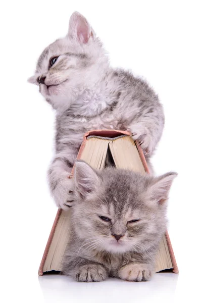 Kittens met boek — Stockfoto