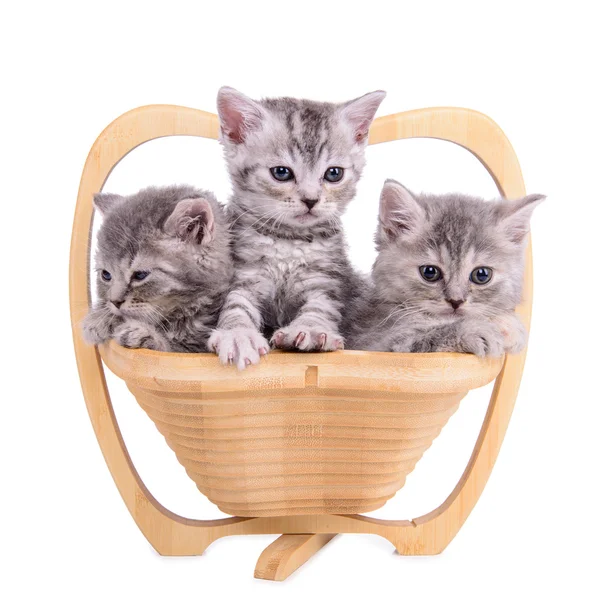 Scottish tabby kittens — Stock Photo, Image