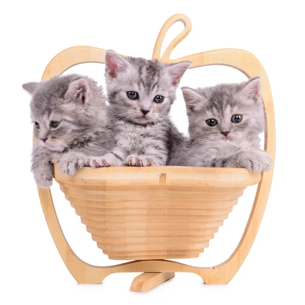 Scottish tabby kittens — Stock Photo, Image