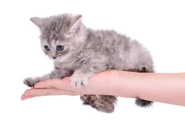 Scottish tabby kitten — Stock Photo, Image