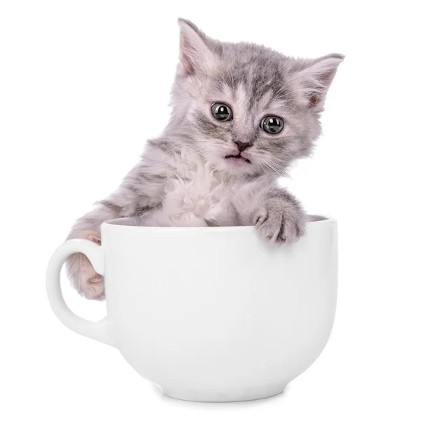 Chaton dans la tasse — Photo