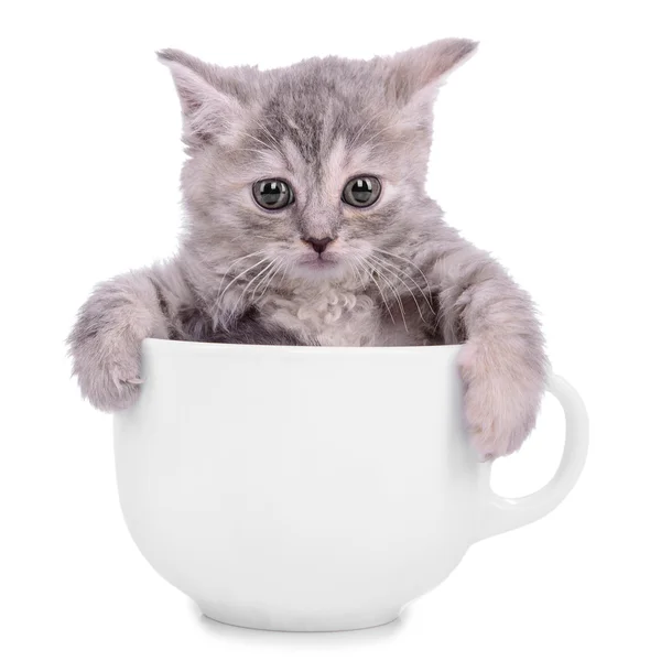 Kitten in cup — Stock Photo, Image