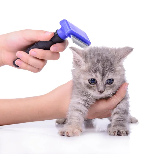 Kattunge grooming kam — Stockfoto