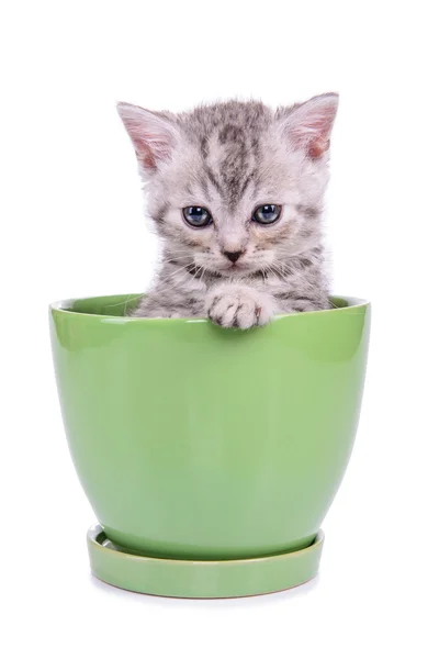 Scottish tabby kitten — Stock Photo, Image