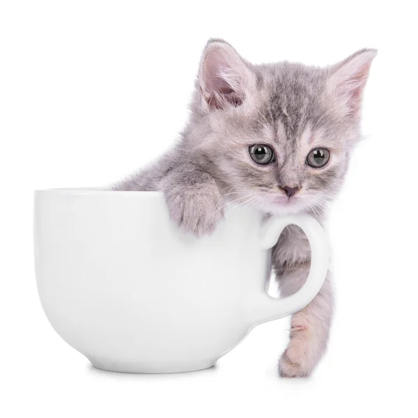 Gatito en taza —  Fotos de Stock