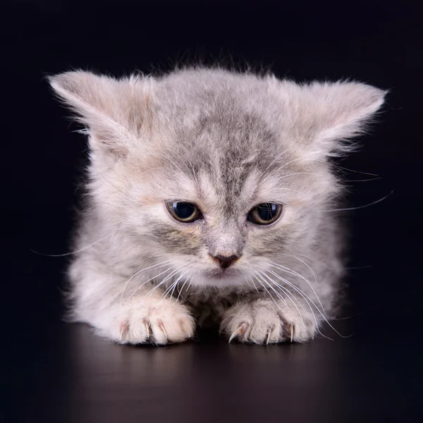 Gatinho de mesa escocês — Fotografia de Stock