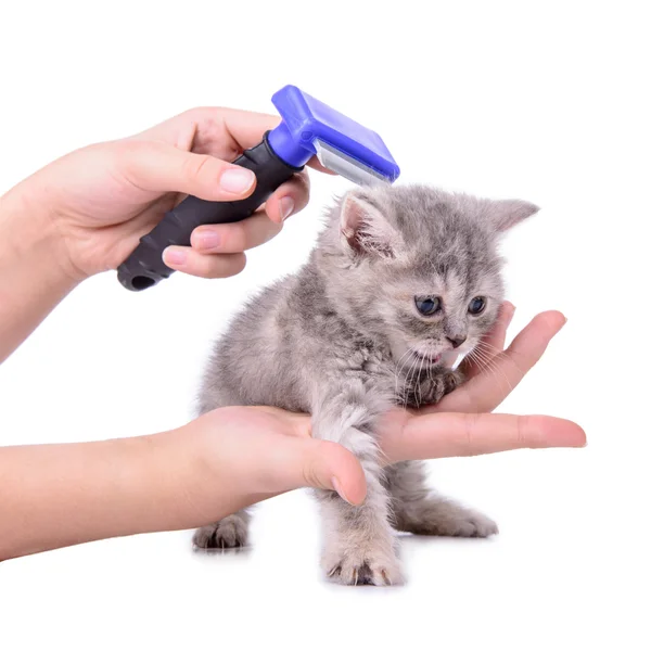 Kitten grooming comb — Stock Photo, Image