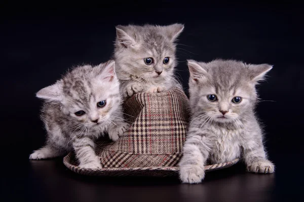 Scottish tabby kittens — Stock Photo, Image