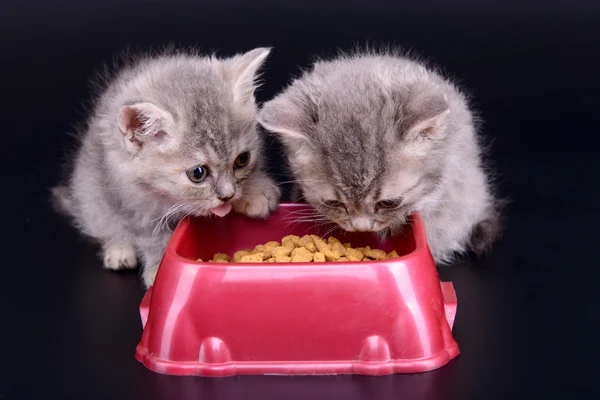 子猫食べるダイエット食品 — ストック写真