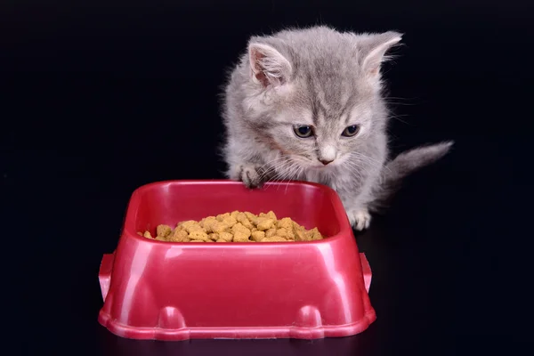 子猫食べるダイエット食品 — ストック写真