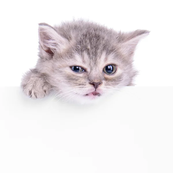 Kitten holding billboard — Stock Photo, Image