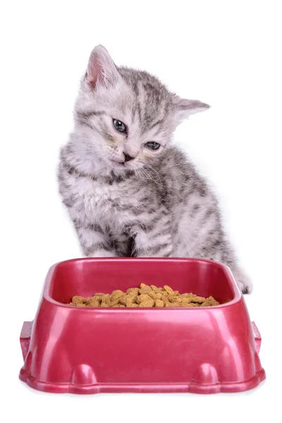 Kitten dieet eten — Stockfoto