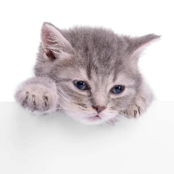 Yavru kedi holding billboard — Stok fotoğraf