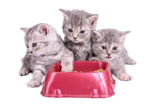 Kittens eat diet food — Stock Photo, Image