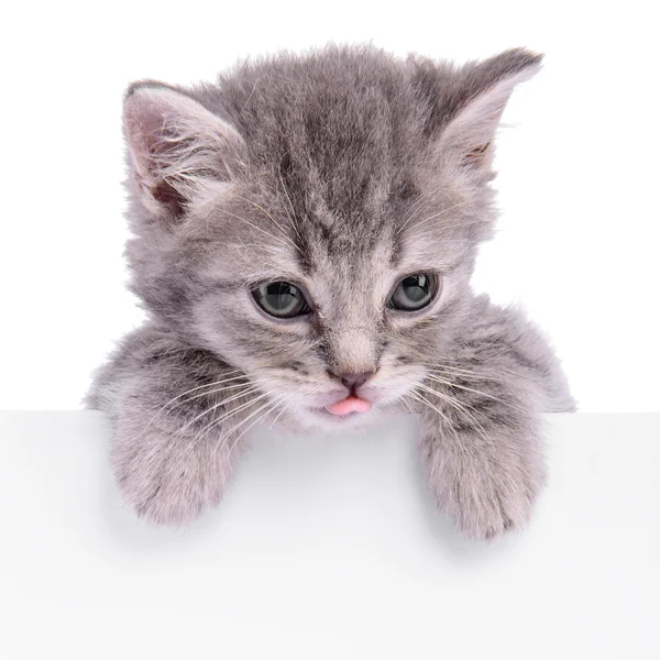Yavru kedi holding billboard — Stok fotoğraf