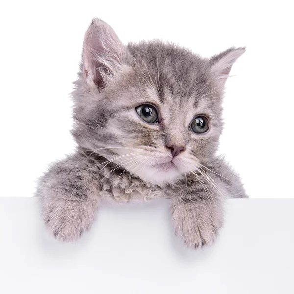 Kitten bedrijf billboard — Stockfoto