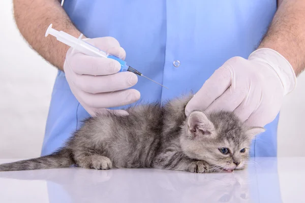 Injektion till kattunge — Stockfoto