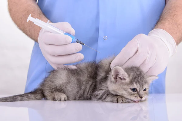 Disuntik untuk anak kucing — Stok Foto