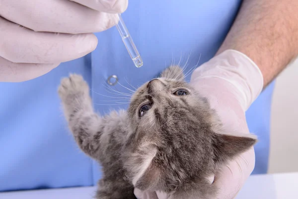 Veterinär behandlar kattunge — Stockfoto