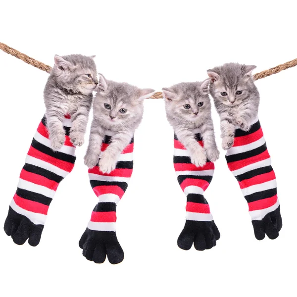 Kittens hanging washing line — Stock Photo, Image