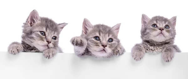 Drei schottische Kätzchen — Stockfoto