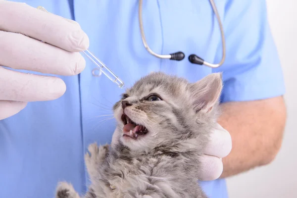 Κτηνίατρος αντιμετωπίζει γατάκι — Φωτογραφία Αρχείου