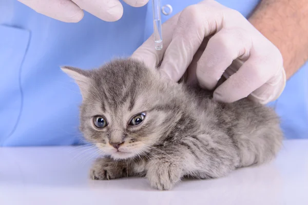 Veterinario trata gatito — Foto de Stock