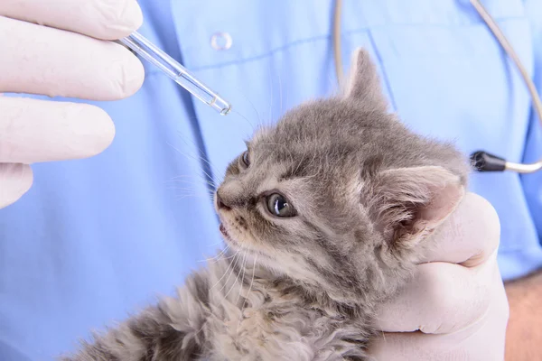 Ветеринар лечит котенка — стоковое фото