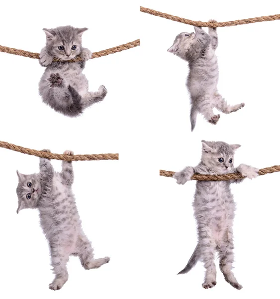 ロープで子猫 ストック画像