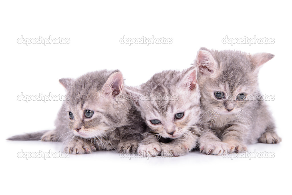 Scottish tabby kittens