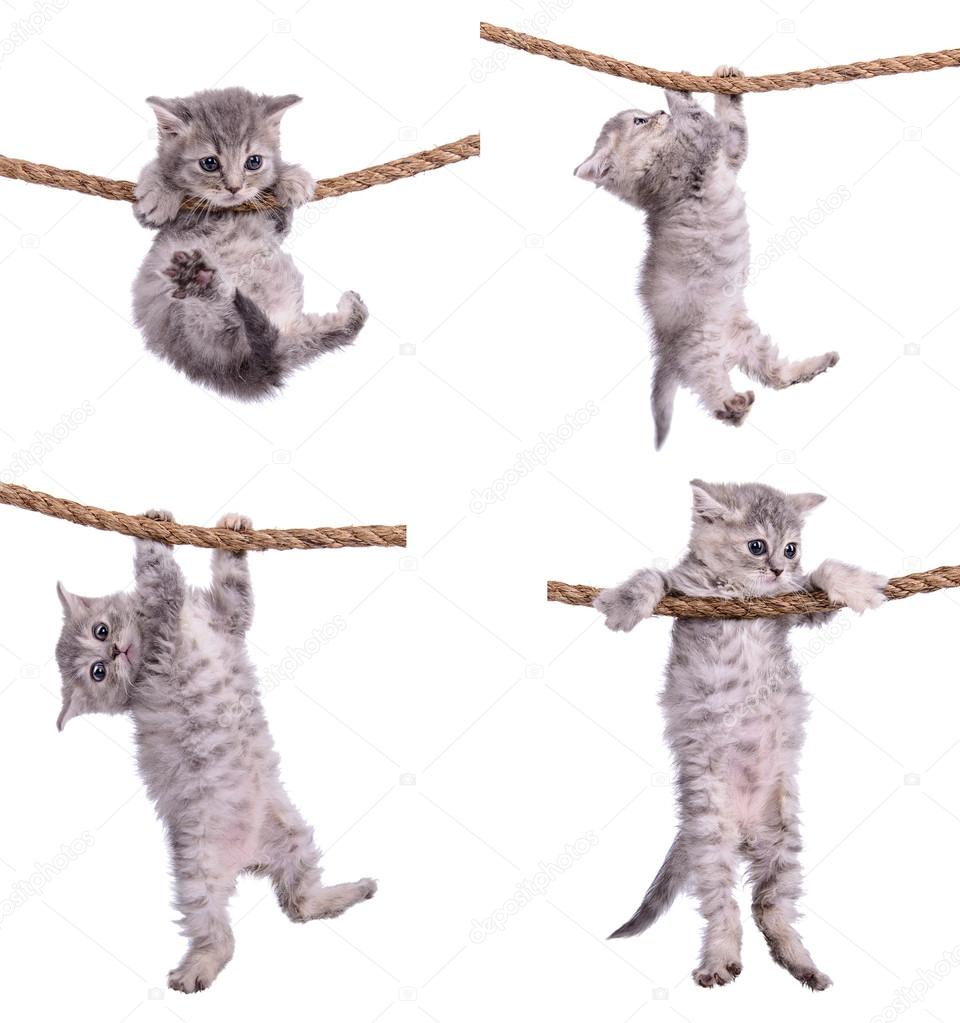 kittens with rope