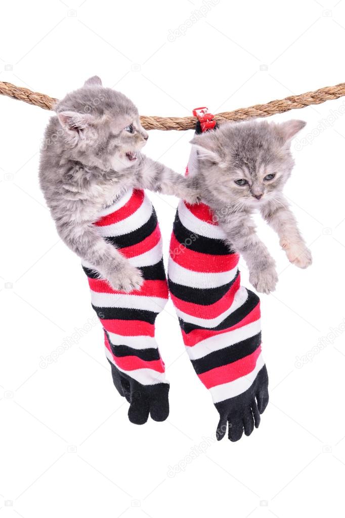 kittens hanging washing line