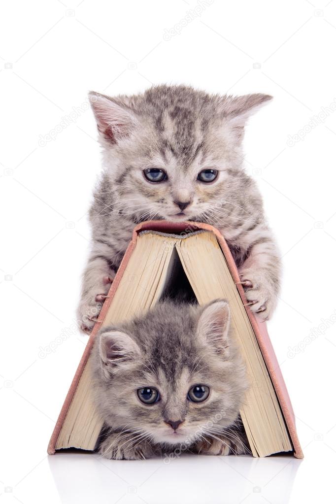 kittens with book
