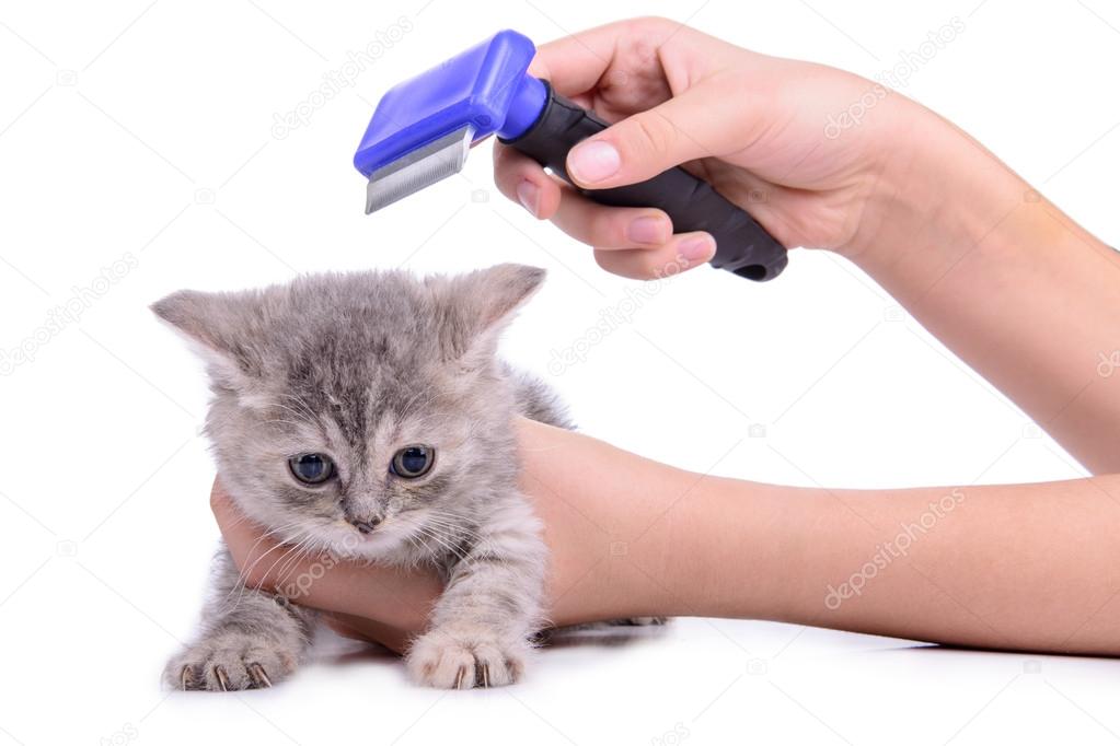 Yavru kedi damat tarak — Stok Foto © Inna_Astakhova 36845841