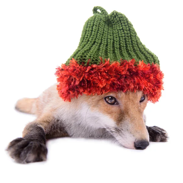 Fox s kloboukem — Stock fotografie