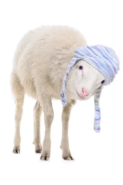 Sheep in hat — Stock Photo, Image
