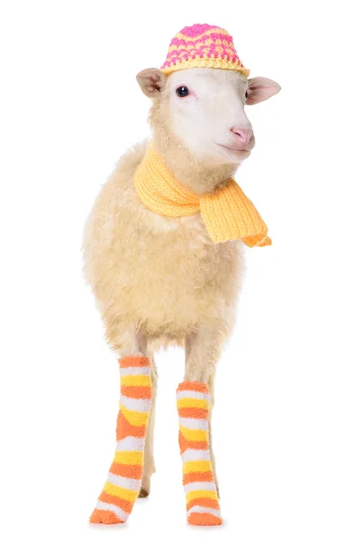 羊的衣服 — 图库照片