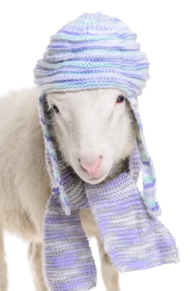 Sheep in clothes — Stock Photo, Image