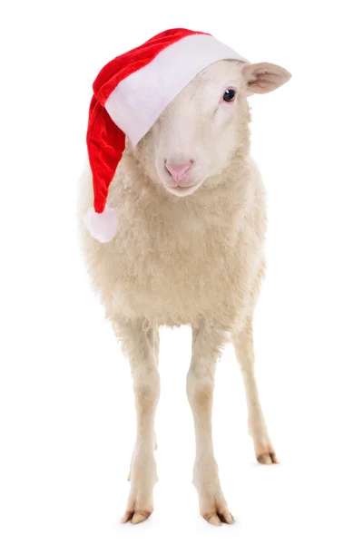 Ovce v klobouku — Stock fotografie