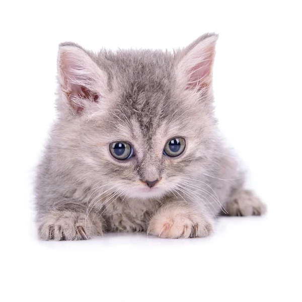 Gatinho de mesa escocês — Fotografia de Stock