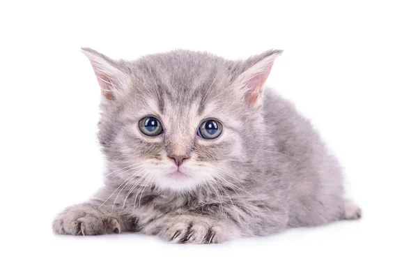 Scottish tabby kitten — Stock Photo, Image