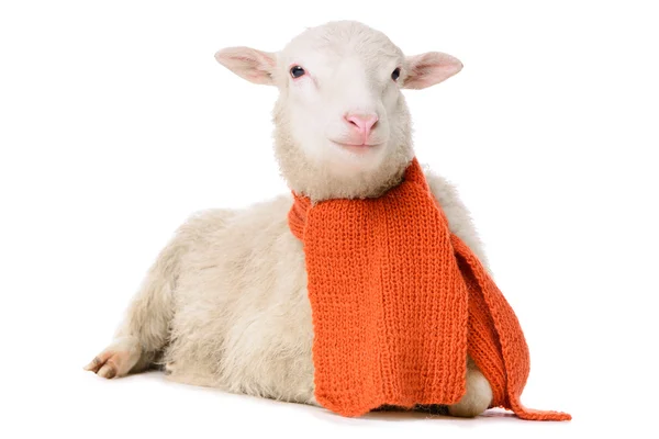 羊的衣服 — 图库照片