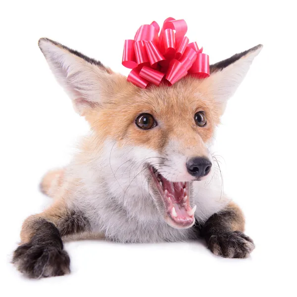 Červená liška Vánoce — Stock fotografie