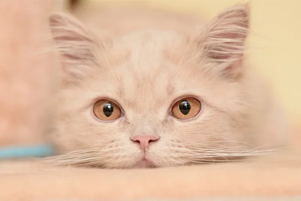 Pequeno gatinho persa — Fotografia de Stock