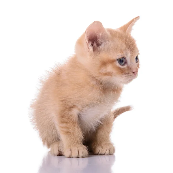 Gatito rojo escocés —  Fotos de Stock