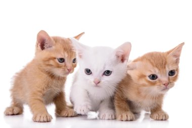 küçük İskoç yavru kedi