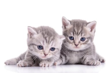 küçük İskoç yavru kedi