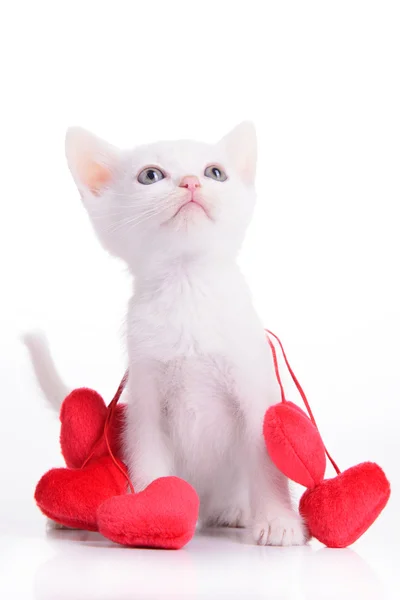 Kotě se srdcem — Stock fotografie