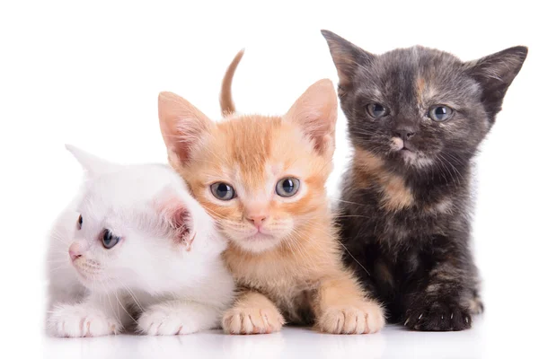 Small Scottish kittens — Stock Photo, Image