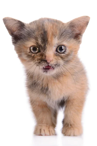 Gatito escocés pequeño — Foto de Stock